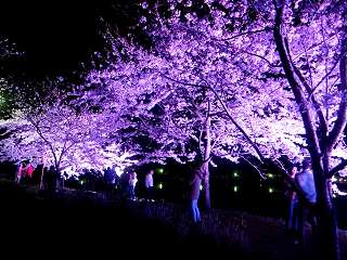 勢至公園の夜桜