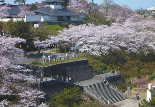 本荘公園の桜