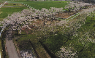 東由利の桜