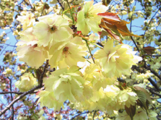黄桜
