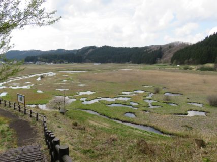加田喜沼湿原を視察！