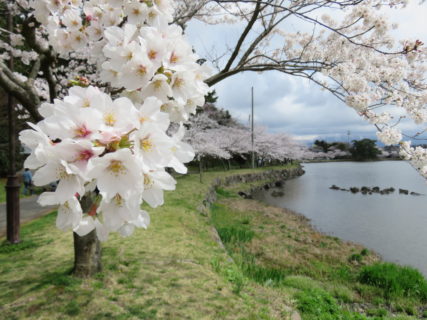 由利地域内で桜が見ごろを迎えています!!