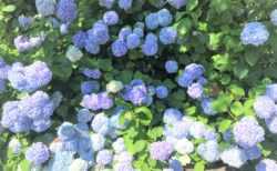 梅雨の晴れ間に紫陽花とブルーベリー巡り