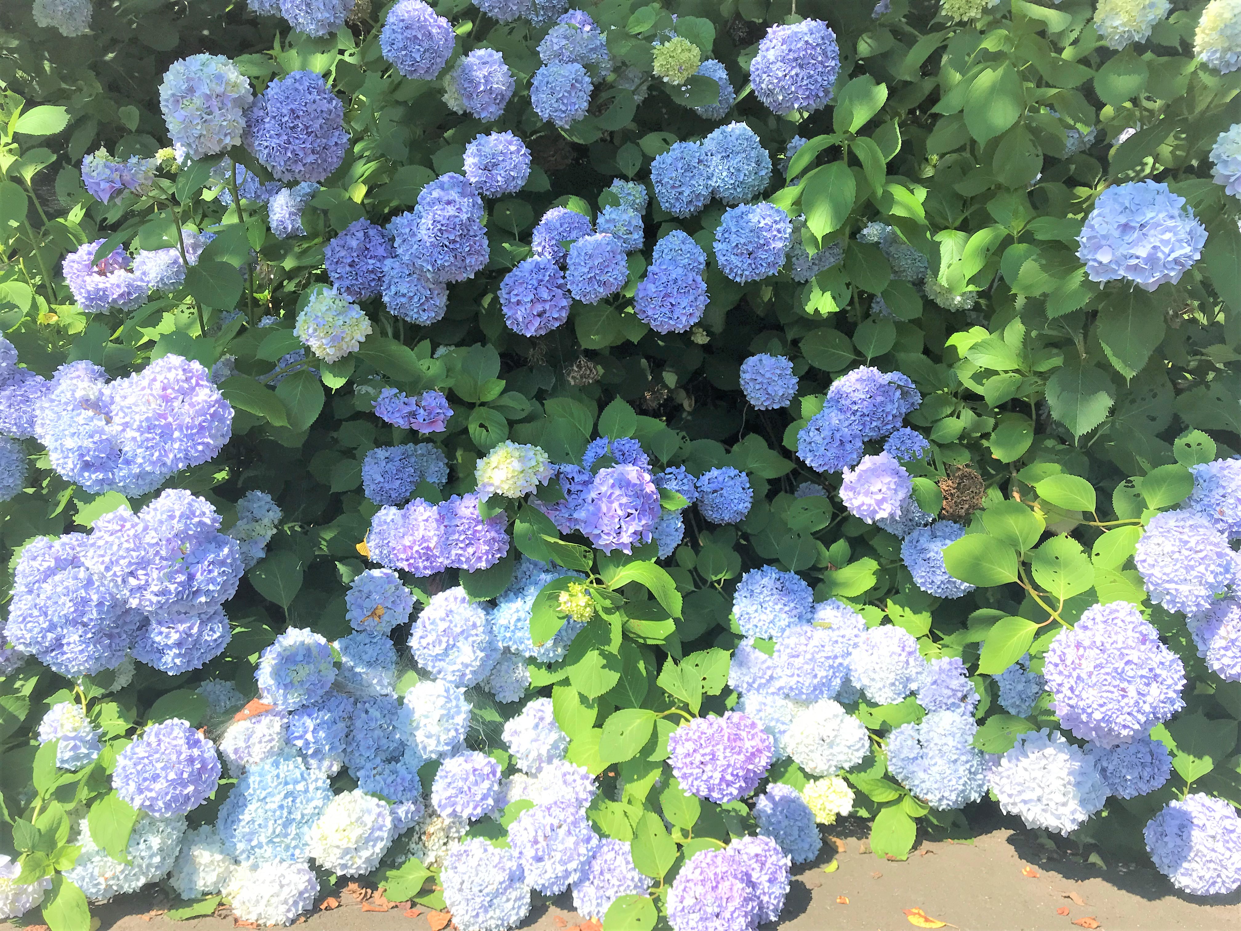 梅雨の晴れ間に紫陽花とブルーベリー巡り