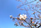 ライブカメラで桜の開花状況をチェック！（秋田県　由利本荘市・にかほ市）