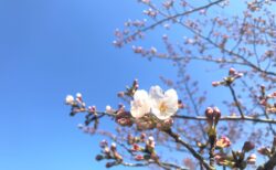 【由利本荘市】春を探して【さくらまつり情報あり】
