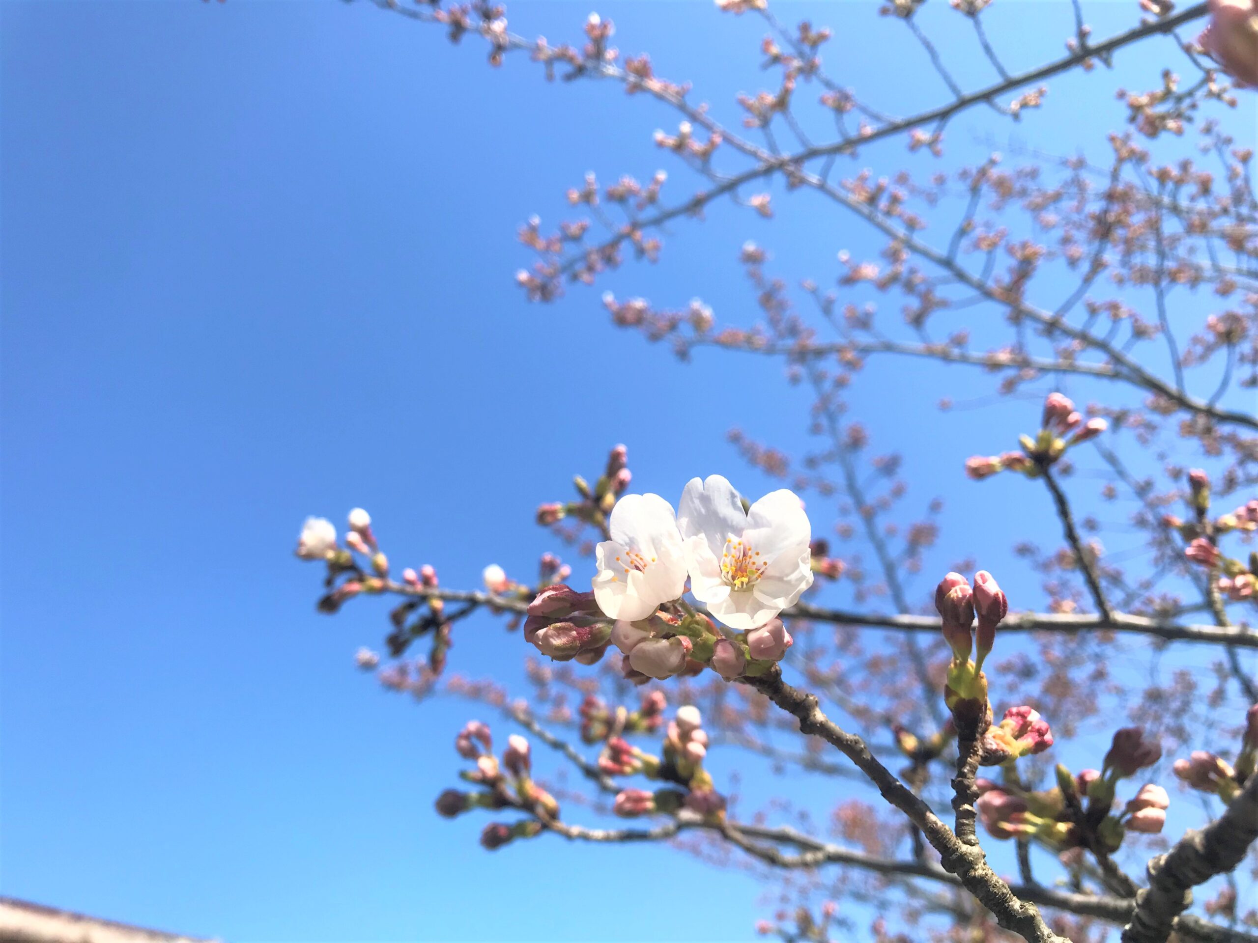 【由利本荘市】春を探して【さくらまつり情報あり】