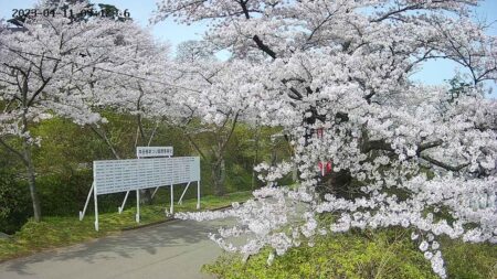 ライブカメラで桜の開花状況をチェック！（秋田県　由利本荘市・にかほ市）